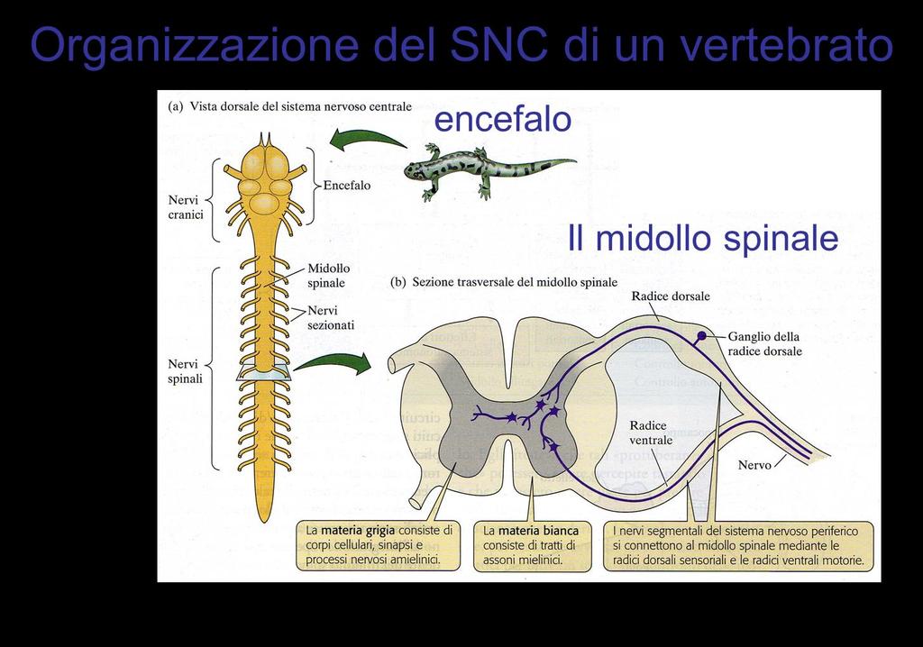 12 paia di nervi