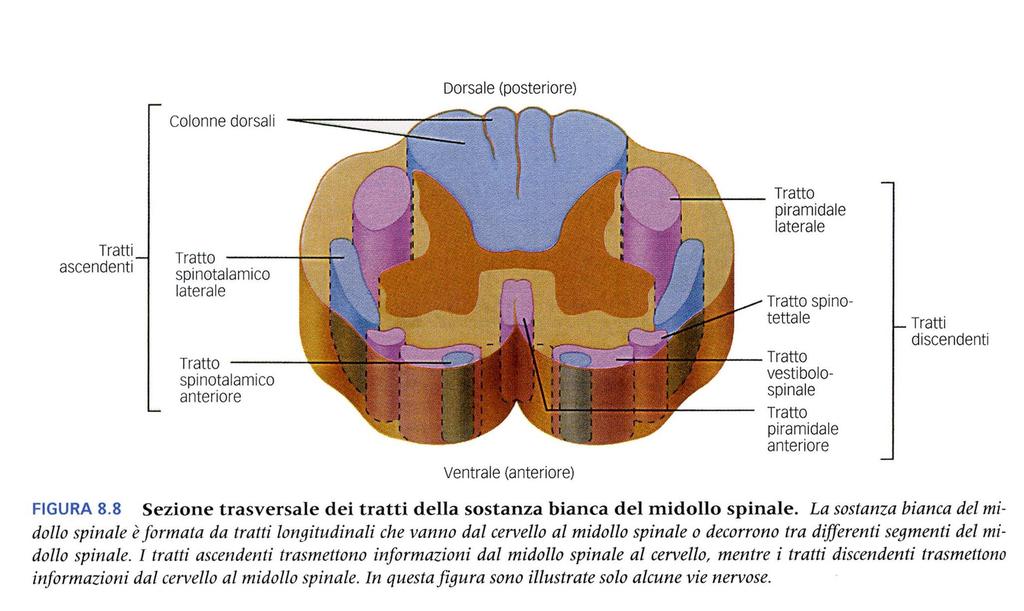 Tratti ascendenti (dorsali e laterali) e discendenti