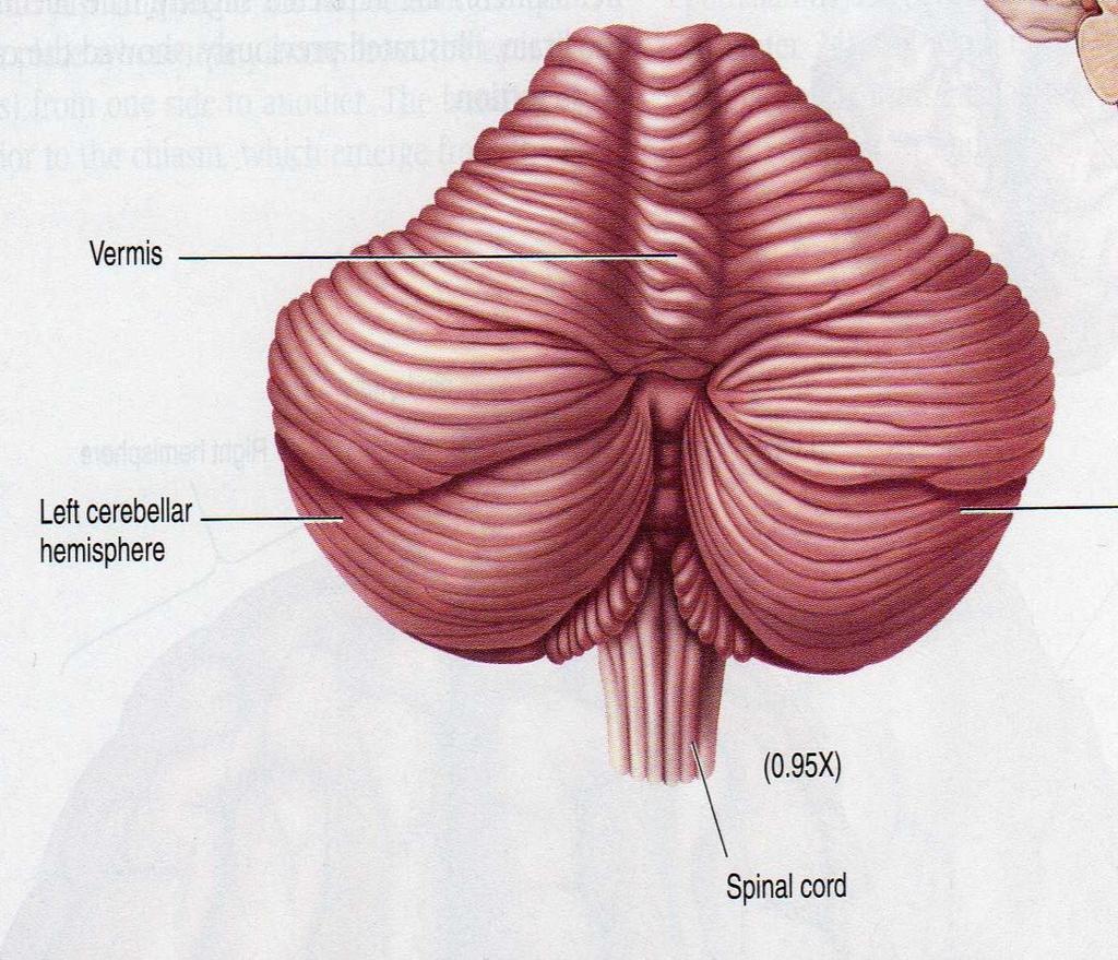 Il cervelletto Corteccia, nuclei cerebellari, peduncoli La superficie presenta dei solchi che delimitano la massa