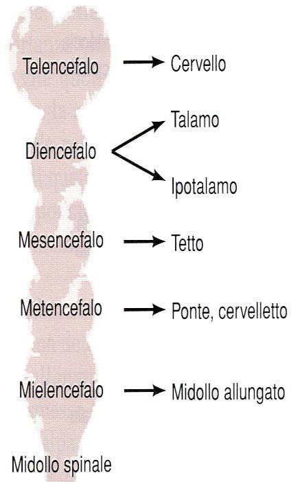 uditive Midollo spinale: convergenza segnali periferici informazioni motorie gangli della