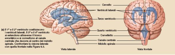 Ventricoli cerebrali I ventricoli cerebrali contengono il liquido cerebrospinale secreto