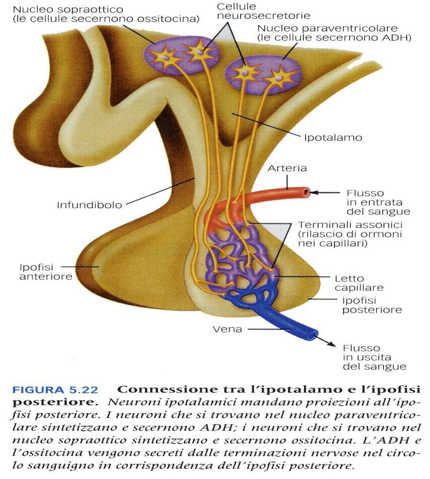 La neuroipofisi è responsabile della produzione di 2 ormoni modificando la funzionalità di organi distanti da essa I corpi cellulari di neuroni che formano il nucleo sopraottico sintetizzano l ormone