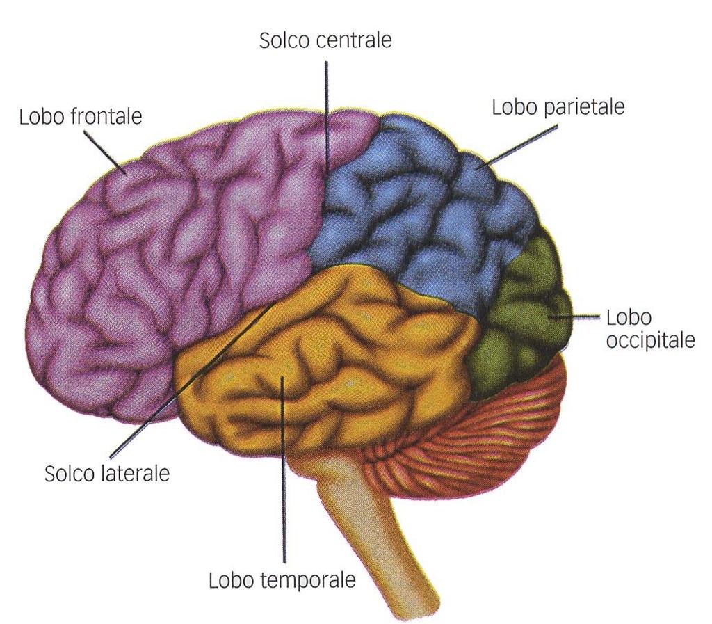 Il cervello è costituito da due emisferi cerebrali suddivisi in LOBI (SCISSURA DI ROLANDO) SCISSURA