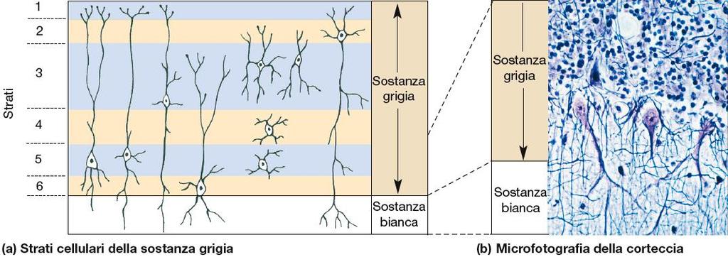 CORTECCIA (spessore 1-6 mm) Più sottile nelle aree sensitive primarie, più spessa nelle