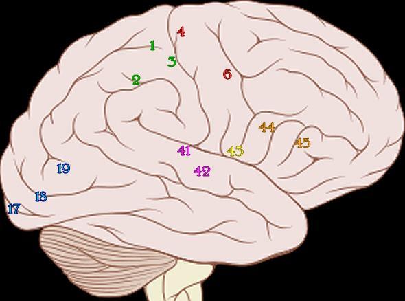 Secondo la classificazione di Brodmann, sulla superficie della corteccia telencefalica è possibile