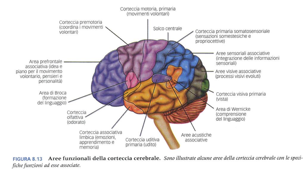 Aree importanti per il linguaggio: Area di Broca (lobo frontale / area motoria del