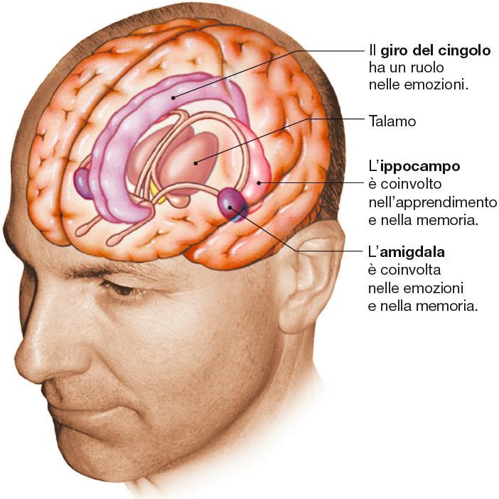 Sistema limbico Dee Unglaub Silverthorn,