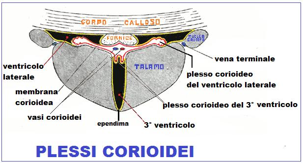 I plessi coroidei, costituiti da alcune cellule dell ependima, fanno parte della PIA madre, regolano la composizione del LIQUOR: