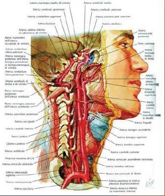 Irrorazione dell encefalo Sistema vertebro-basilare e della carotide