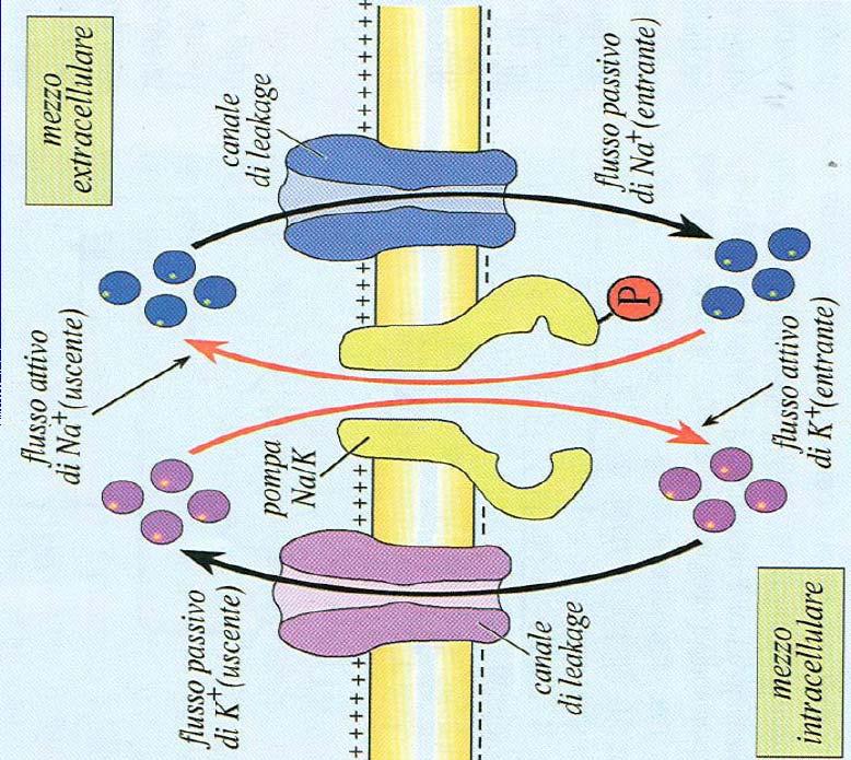 Oltre ai meccanismi di trasporto attivo, Na + e K + possono attraversare passivamente la membrana attraverso i specifici canali proteici.