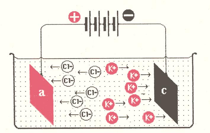 Migrazione in un campo elettrico t 0 t 1 C è un flusso netto di cationi (K + ) verso il catodo (polo -) e di anioni (Cl - ) verso l anodo (polo +) Fe