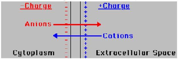 Una differenza di cariche (Δq) ovvero di potenziale elettrico (ΔV) ai due capi della membrana influenza il movimento degli ioni cariche - cariche + Anioni Cationi Citoplasma Spazio