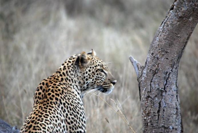 Nazionale del Serengeti attraversando la Ngorongoro Conservation Area. Avvistamento della fauna selvatica e pranzo al sacco.