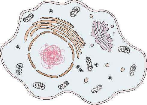 Le cellule che costituiscono gli animali e le piante sono molto diverse fra loro, ma hanno tre