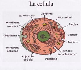 La cellula è avvolta dalla membrana cellulare, che essendo semipermeabile regola gli scambi con l ambiente, scegliendo di