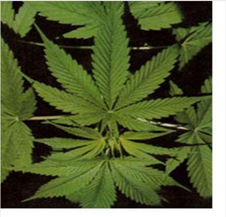 I cannabinoidi I cannabinoidi naturali (circa 70 fitocannabinoidi) sono stati isolati dalla Cannabis sativa e presentano attività farmacologiche e/o terapeutiche più o meno documentate I cannabinoidi