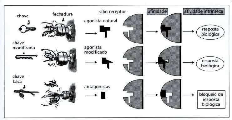 Modello chiave-serratura e riconoscimento ligando-recettore chiave serratura Sito recettoriale agonista naturale affinità affinità intrinseca Chiave