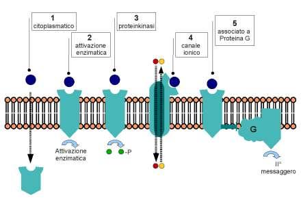 Tipi di Recettori In base alla localizzazione cellulare i recettori si dividono in due classi Recettori di membrana che trasducono il segnale di mediatori idrofilici che non superano la membrana