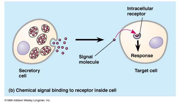 Recettori intracellulari (che trasducono il segnale di ormoni o mediatori lipofili che superano la membrana interagendo con tratti
