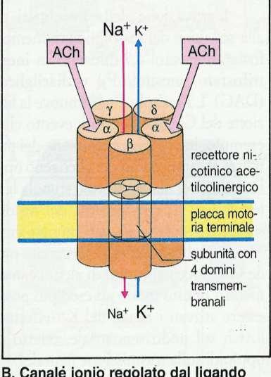 I recettori canali sono dei complessi macroproteici transmembranari che formano un canale che viene aperto dal legame con il neurotrasmettitore o con farmaci agonisti.