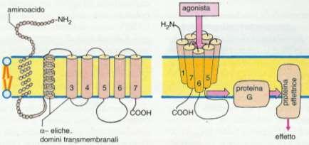 Recettori legati a proteine-g Recettori legati a proteine-g costituiscono la più ampia classe dei recettori di membrana.