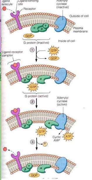 Sono effettori enzimatici delle proteine G l adenilato ciclasi o le fosfolipasi La loro attivazione produce la sintesi di II messaggeri come l camp (x adenilato ciclasi) o IP3 e DAG (x PLC) Le