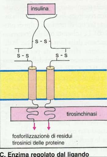 Recettori con attività tirosin chinasica Appartengono i recettori per molti fattori di crescita e per molte citochine Recettori ad attività enzimatica hanno soltanto un dominio transmembranario per