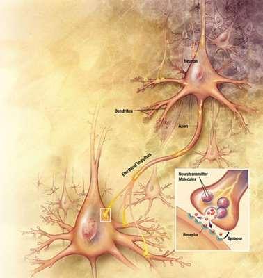 Ach L Ach è il neurotrasmettitore rilasciato dai terminali presinaptici nei gangli autonomi sia simpatici che parasimpatici, di tutti