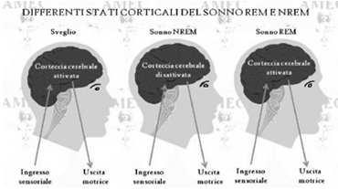 /0/07 Sonno REM brain on, body off Vitale per il benessere psicologico; In caso di deprivazione isolata di sonno REM -> irritabilità -> psicosi -> morte EEG simile a quello di stato di veglia Sogni,