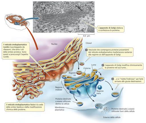 Citoplasma: ialoplasma e organuli cellulari Fase fluida: matrice ialoplasmatica, ialoplasma o citosol (55%) Sistema colloidale polifasico: fase disperdente: acqua (85%), ioni, micromolecole fase