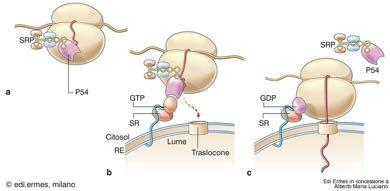 di membrana) Attività GTPasica con