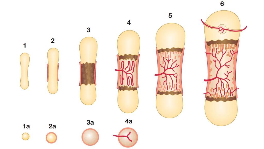 Formazione della spongiosa primaria con fasci di collagene intrecciate (senza lamelle) Man mano che l osso