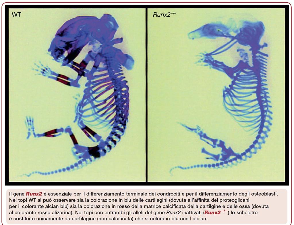 Blu: cartilagine (alcian blu)