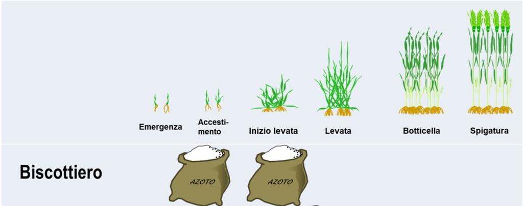 di azoto frazionandole in rapporto all ISQ della varietà.