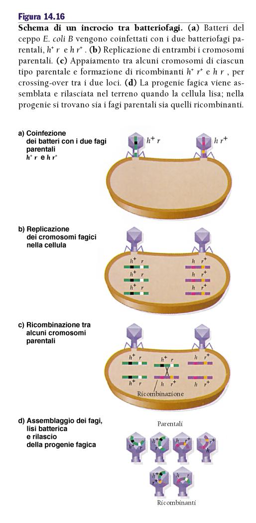 Marcatori del fago T2: h+ lisa il ceppo B di coli ma non il ceppob/2 ceppo B h lisa sia il ceppo B che il B/2 r+ placche piccole con margini indistinti r placche grandi con margini netti quando fagi