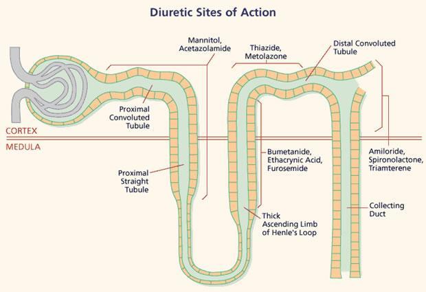 Nephron Segment Loop of Henle Distal Tubule Collecting Ducts Diuretic Furosemide, Torasemide, Bumetanide Thiazides,