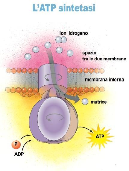 Questo enzima viene utilizzato, sia nella respirazione che nella fotosintesi, per produrre ATP sfruttando il movimento secondo gradiente di H+,