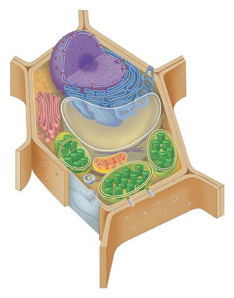 alle cellule animali e vegetali le peculiarità della cellula animale le strutture presenti