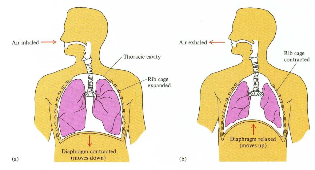 Legge di Boyle e Respirazione Il diaframma si muove verso il basso i polmoni si espandono l aumento dl volume provoca una diminuzione della pressione all interno