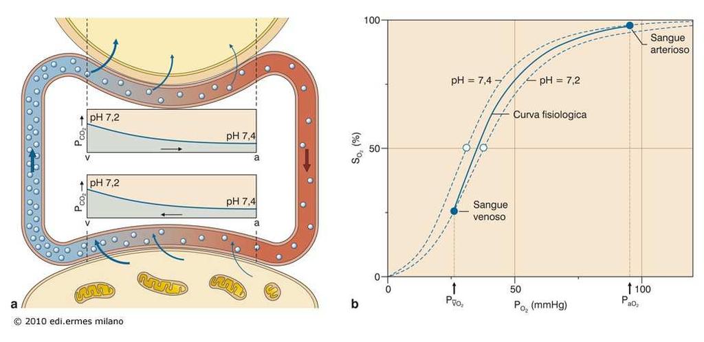 Effetto Bohr Le variazioni di affinità dell Hb per l O 2 determinate da variazioni di pco 2 e di ph, sono alla base dell Effetto Bohr.