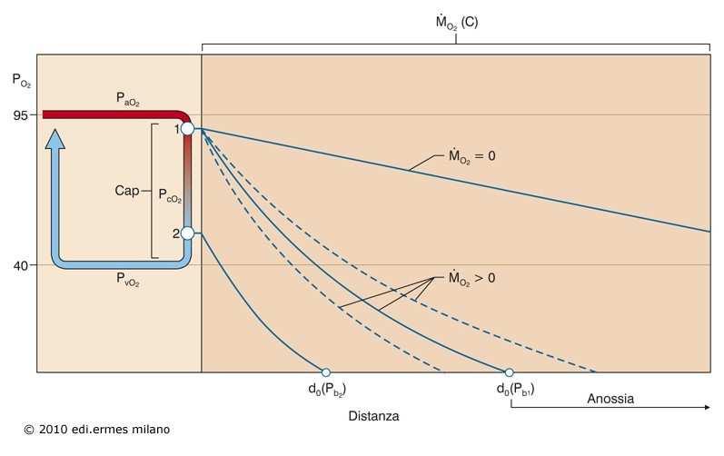 Il flusso di O 2 all interno delle cellule dipende dalla diffusione e dalla velocità di consumo dell O 2 da parte dei mitocondri distribuiti a varia distanza dalla membrana cellulare.