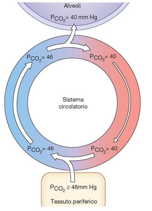 La diffusione della CO 2 a livello dei tessuti dipende dal P interstizio (46 mmhg) - sangue arterioso (40 mmhg).