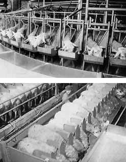 La produzione del latte 15 Fig. 5 e 6.