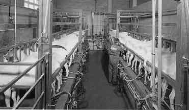 Gli impianti di mungitura 58 Fig. 46. Nell impianto di tipo a pettine le capre si dispongono groppa a grappa perpendicolarmente alla fossa di mungitura. addetto.