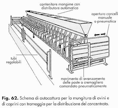 Uso e manutenzione delle mungitrici 75 10 TECNICA DI MUNGITURA Le diverse fasi di lavoro che compongono la routine di mungitura, che presenta delle differenziazioni legate al tipo di impianto ed alla