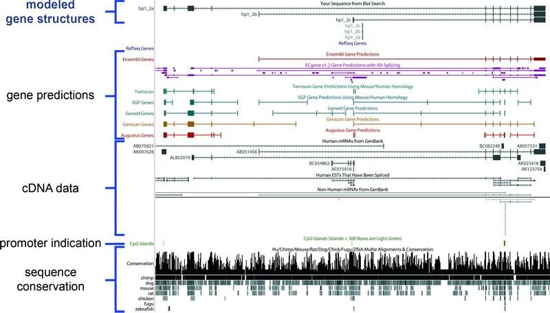 Metodi per l identificazione di siti di legame Conservazione e