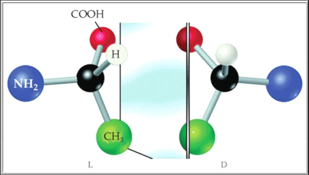 Enantiomeri dell alanina Il carbonio centrale dell alanina è chirale e quindi esistono due