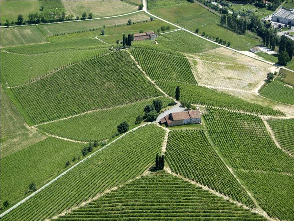 Vineyards (Barbera) Castelnuovo Calcea (Asti)