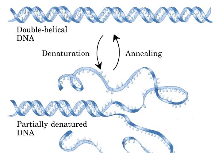 DENATURAZIONE Se il DNA è portato ad alte temperature i legami H diventano instabili, vengono rotti e le due catene si