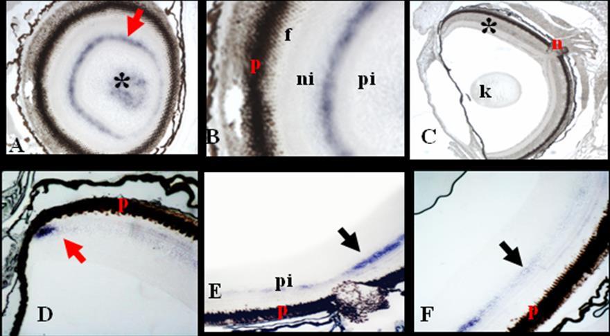 Risultati II a Parte 7 Figura 7.2: Localizzazione dell RBBP6-mRNA nella retina di Danio rerio esposto a 20 microm Cd per 30 giorni.